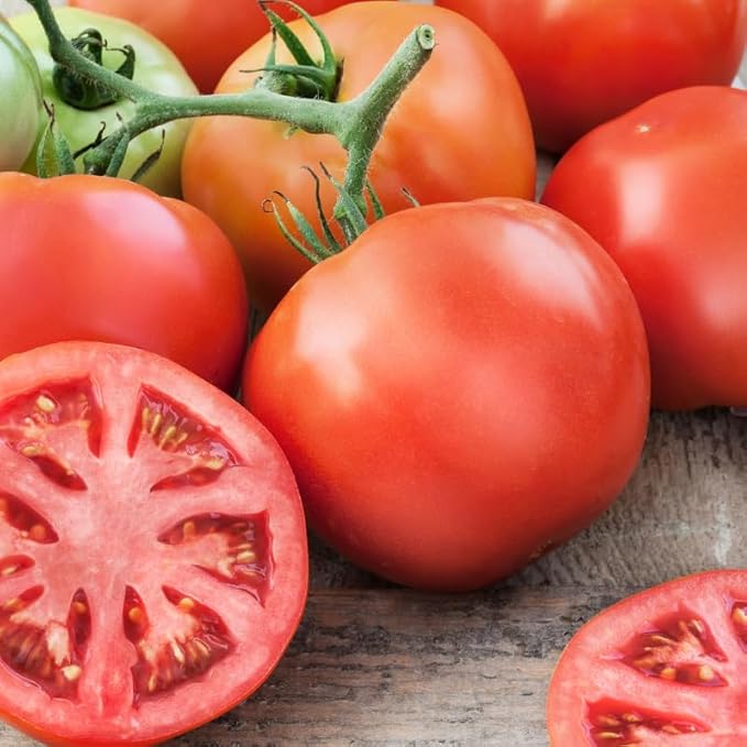 2 Tomato Plants Live 4 to 8 Inch Tall Big Beef Tomato Plants Tomato Plants Live Heirloom Tomato Plants Tomato Plants Live for Planting Outdoors