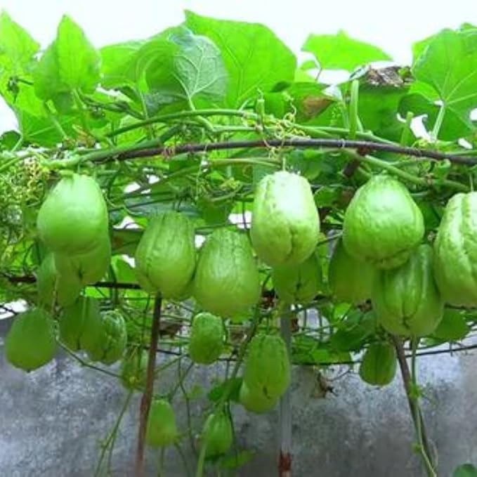 Chayote Squash Plant Live Chayote Plant Gallon Pot Vegetable Plant for Gardening Indoor Outdoor 7 to 9 Inc Tall