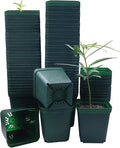 Square Nursery Seedling Pot 3.5 Inches 90 Pcs Small Nursery Pot Plastic Thick and Sturdy Seed Start Germination Pot for Plant Propagation and Seeding(Green3.54 Inches 90Pcs)