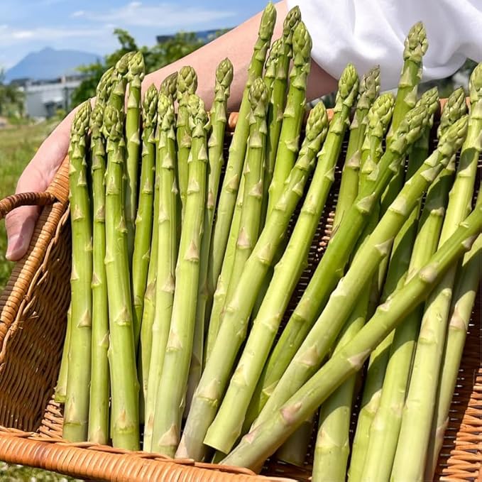 20 Green Asparagus Roots - Bare Root Asparagus Crowns for Planting Perennial Vegetable Plants for Outdoor Garden
