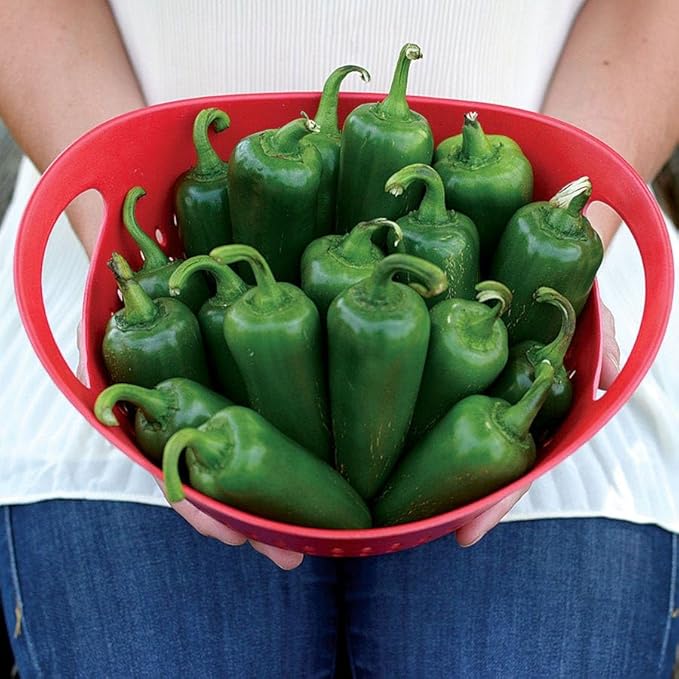 Park Seed Whopper Jalapeño Pepper Seeds – High-Yielding Spicy Peppers with 2100–2500 Scoville Heat Disease Resistant Compact &amp Easy to Grow for Culinary and Garden Use – Pack of 100