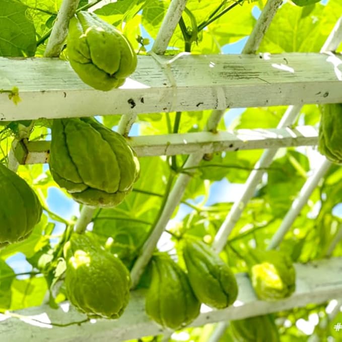 Chayote Squash Plant Live Chayote Plant Edible Vegetable Vine Plants 7 to 9 Inc Tall Gallon Pot Outdoor Indoor Garden
