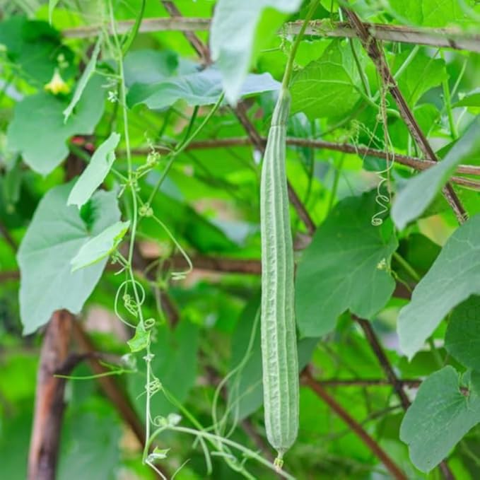 Ridge Luffa Plant 4 to 8 Inch Tall Live Gourd Loofah Plants in 4 Inch Pot Vegetable Vine Seedlings