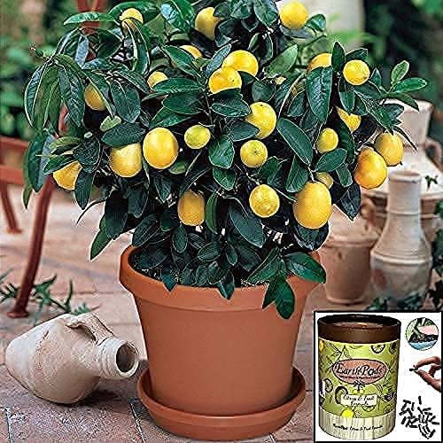 EarthPods® Organic Fruit Tree &amp Citrus Fertilizer Spikes – 100 Plant Food Capsules - Made in USA