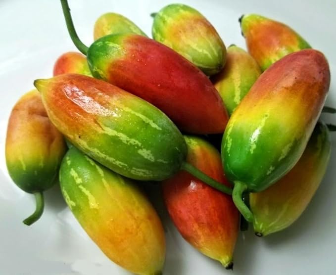 Live Red Tindora Plant Ivy Gourd Perennial Vine Scarlet Gourd Vine Climbing Gourds Plant Half Gal Pot No Ship CA