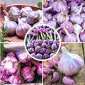 1 Pound Purple Hardneck Garlic Bulbs for Planting Fresh High-Yield Hardy Garlic for Garden or Container Growing