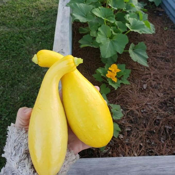 Yellow Squash Vegetable Plants Live Set 3 Plants 3 to 6 Inc Long Squash Plants Live Growing