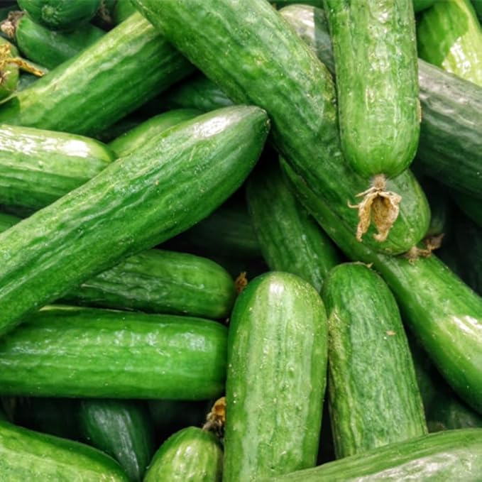 Set 2 Live Cucumber Plants for Planting Green Cucumber Plants Live for Planting Vegetable Plants 4 Inches Pot