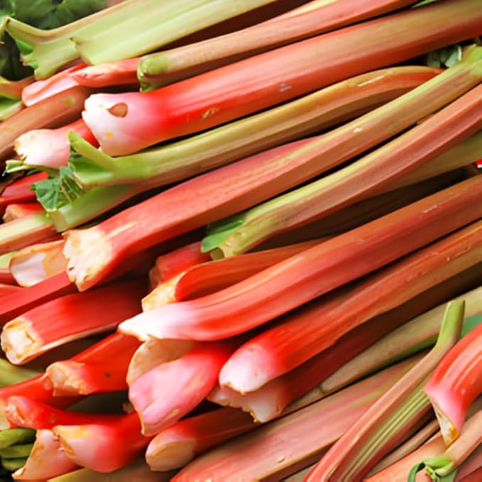 5-Pack Rhubarb Roots Plants for Planting 1.5 Inch Tall Fast- Growing Perennial Non GMO with Giant Red Stalk Resilient Vegetable Plants for Home Landscapes