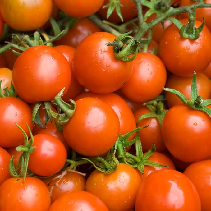 2 Tomato Plants in Pot Cherry Tomato Plant Heirloom Vegetable Plants Live for Planting Outdoors Garden
