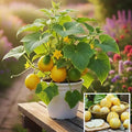 Set 2 Live Cucumber Plants for Planting Lemon Cucumber Plants Live for Planting Vegetable Plants 4 Inches Pot