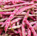40 Pink Cranberry Bean Seeds (Dwarf Taylor Horticultural) | Heirloom Italian Borlotti Pinto Broad Beans Vegetable Seeds
