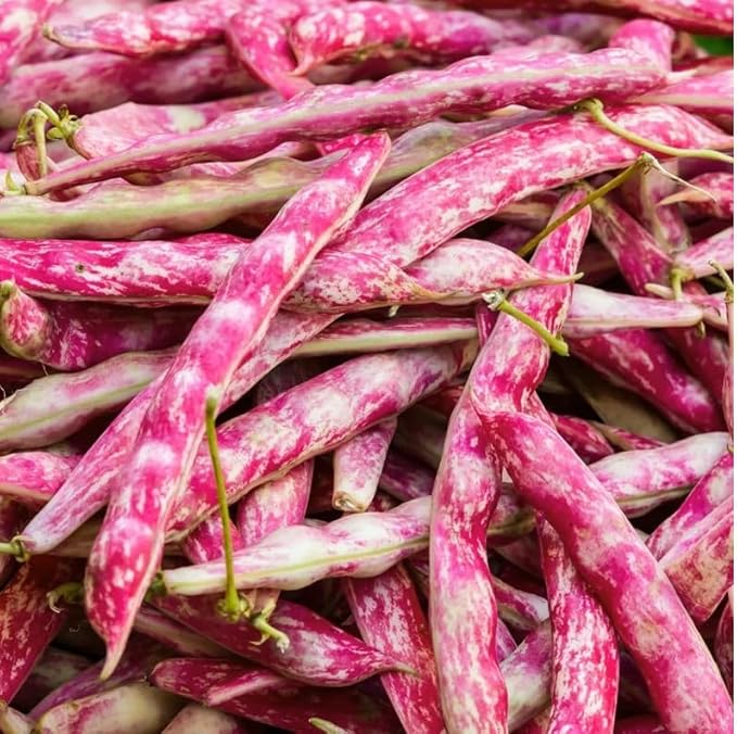 40 Pink Cranberry Bean Seeds (Dwarf Taylor Horticultural) | Heirloom Italian Borlotti Pinto Broad Beans Vegetable Seeds