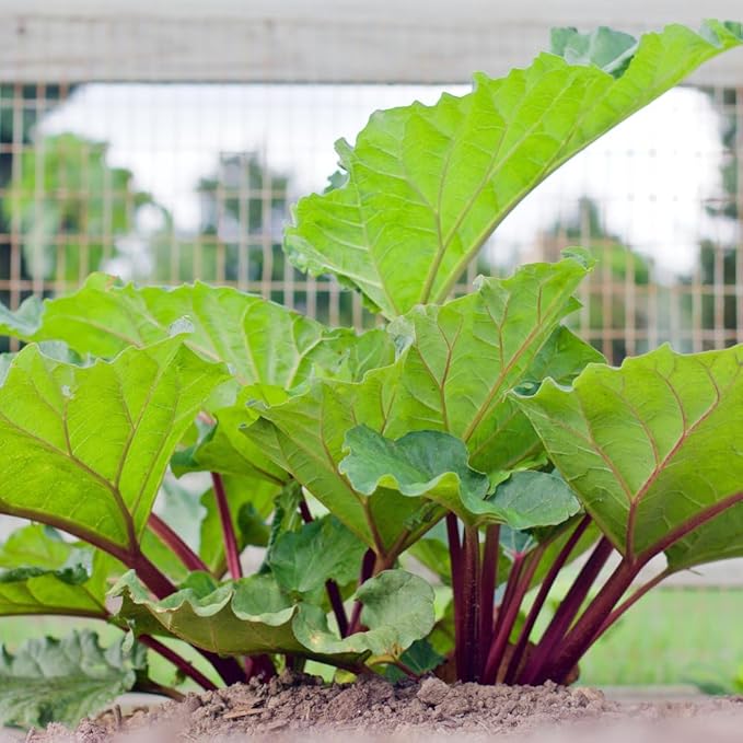 Rhubarb Plant for Planting Red Rhubarb Root Plant Well Rooted 4-6 Inc Cold Hardy Perennial Vegetable for Indoor Outdoor Garden
