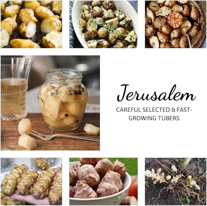 8 Oz Jerusalem Artichoke Tubers for Planting High Yield Sunchoke Rhizomes Bulbs for Planting Cold Hardy Gardening Indoor Outdoor
