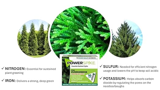 Power Spike for EVERGREENS Fertilizer Spike. Essential Nutrient Spike Fortified with Iron to Feed All Types of evergreens and Address Common Deficiencies (30 Spikes - 9.6 lbs) (30)