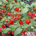 Pack 2 Red Carolina Reaper Pepper Live Plants Carolina Reaper Plants Live Carolina Reaper Pepper Plant Carolina Reaper Seedlings for Growing 80 Days Old Plants