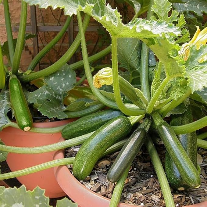 2 Green Zucchini Plants Live 4 Inc Potted Fast Growing Squash Vegetable Garden Plants
