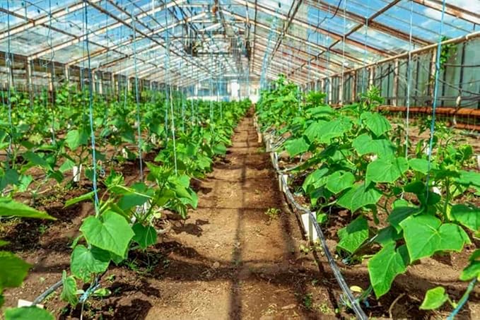 4 Cucumber Plants Live Marketmore 76 Cucumber Live Plant for Growing 4 Inc Pot Live Vegetable Plants for Gardening Outdoors Indoors 6 Inc to 8 Inc Tall