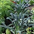 Live Dwarf Blue Kale Plants Kale Vegetable Plant 3-6 Inches Tall Well-Rooted in 4 Inch Pot for Growing