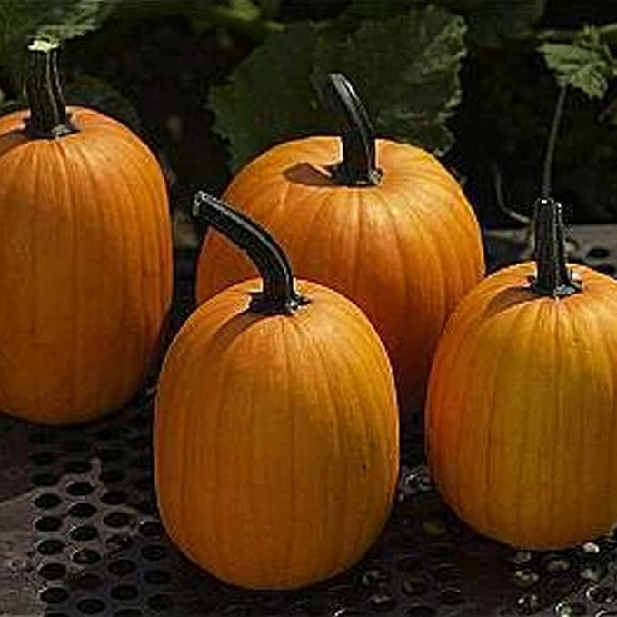 Harvest Jack F1 Pumpkin - 1 OZ ~200 Seeds - Hybrid F1 - Non-GMO Farm &amp Garden Vegetable Gardening Seeds