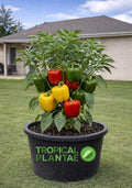Bell Pepper Plant – Live Vegetable Plant - USDA Certified