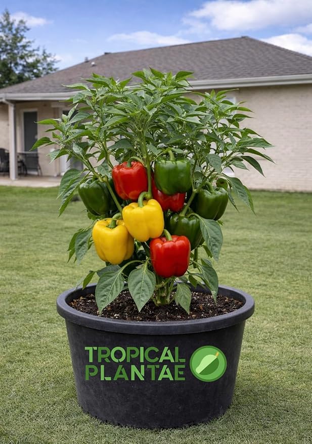 Bell Pepper Plant – Live Vegetable Plant - USDA Certified