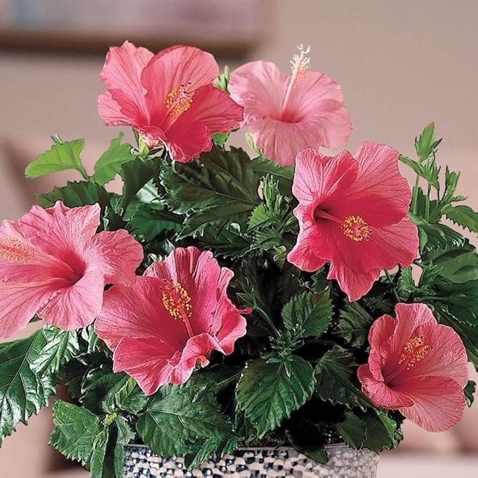 Pink Hibiscus. rosa-sinensis. Live Plant - Tropical Blooming Hibiscus Pretty Flowers Used in Tea and Juice (2 Pink Hibiscus Cups)