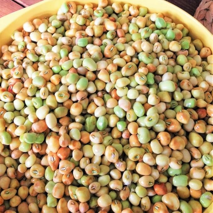 TomorrowSeeds - Knuckle Purple Hull Cowpea Seeds - 2400+ Count - for 2026 Planting Brown Crowder Southern Field Pea Knucklehull Purplehull Cover Crop Peas Green Bean Vegetable Grow Your Own Home Farm