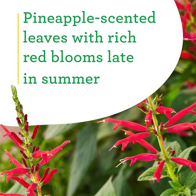 Bonnie Plants Pineapple Sage - 4 Pack Live Plants Perennial In Zones 8 - 10 3 - 4 Ft Tall Plants Garnish Teas &amp Flower Arrangements