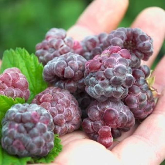 4 Glencoe Thornless Raspberry Plants Live 5-9 Inch Tall Raspberry Fruit Trees for Outdoor Growing Raspberry Seedling