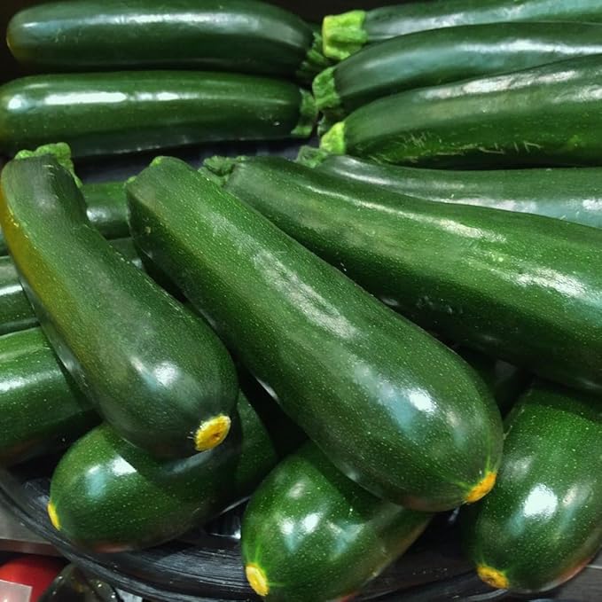 2 Green Squash Plants Live 4 to 6 Inch Tall Squash Zucchini Plants Gardening