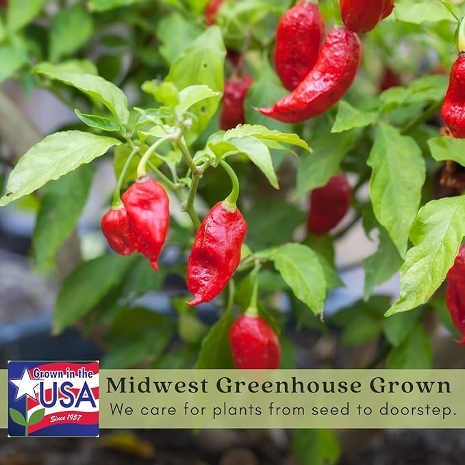 Clovers Garden Ghost Bhut Jolokia Pepper Plants - Two (2) Live Plants – Non-GMO - Not Seeds - Each 4 to 8 Tall – in 4 Inch Pots - High Yield 1M+ SHU