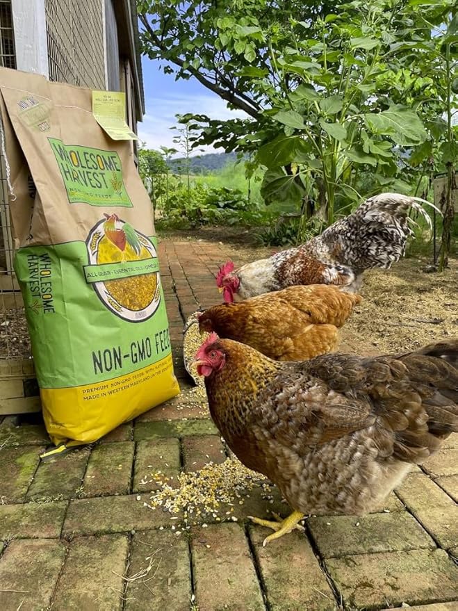 Non-GMO Soy and Corn Free Whole Grain Layer Blend 16% - Chicken Feed for Laying Hens and Ducks - Includes Essential Oils Herbs Oyster Shells Vital Minerals and Omega 3 40lb