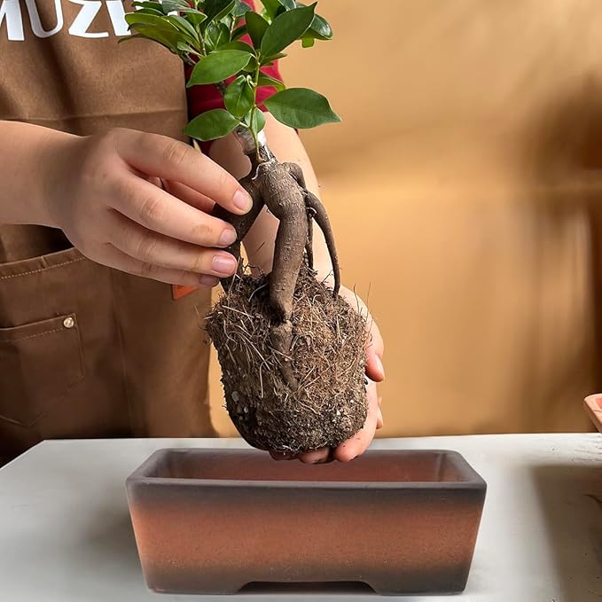 MUZHI 2 Pack Handmade Color Gradational Terracotta Bonsai Pot 5 Inch and 6 Inch with Drip Tray Breathable Unglazed Rectangle Ceramic Planter for Tree Succulent Cactus