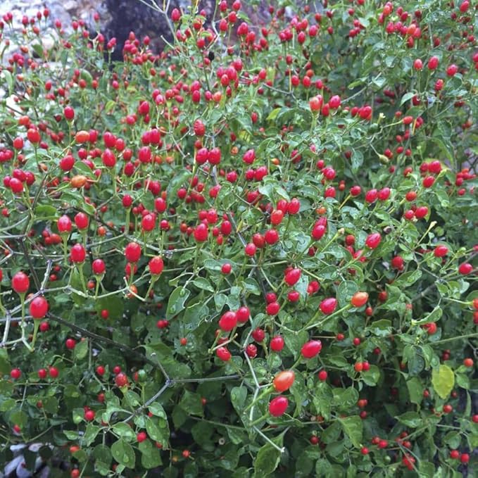 2 Pequin Hot Pepper Plants Live in 2.5 Inch Pot for Planting Outdoor 2 Plants in 1 Pot