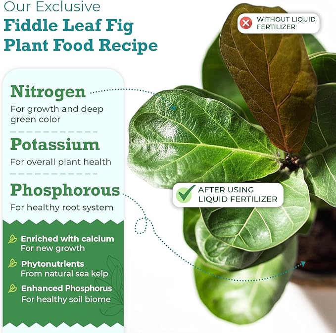 Fiddle Leaf Fig Plant Food – 3‑1‑2 Balanced NPK Liquid Fertilizer for Larger Leaves Stronger Roots &amp Steady Vibrant Growth | Suitable for All Ficus Including Ficus Lyrata | Made in USA | 8 oz