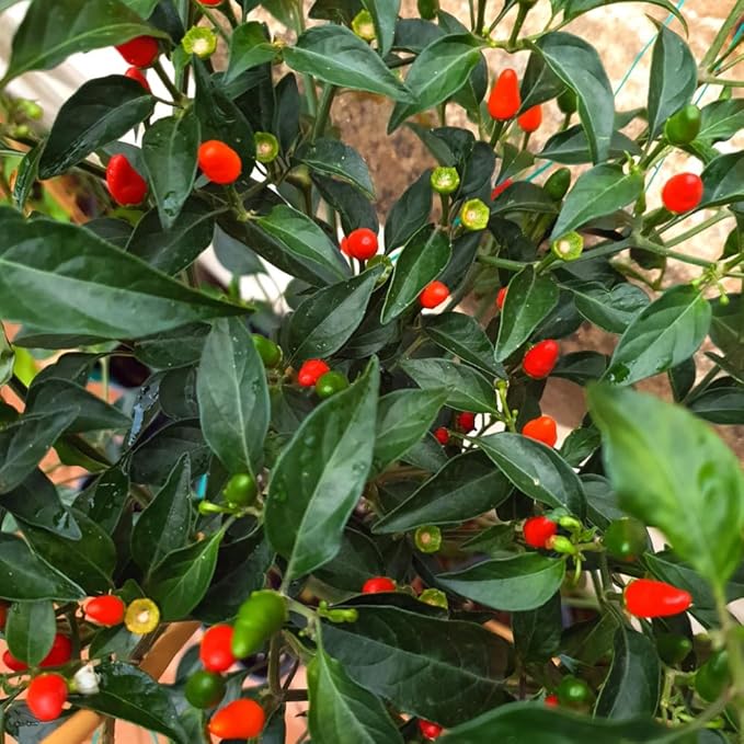 Pequin Peppers Plants 4 to 6 Inch Tall Pequin Chili Pepper Plant in 4 Pot Pepper Live Plants Vegetables Pepper Seedlings
