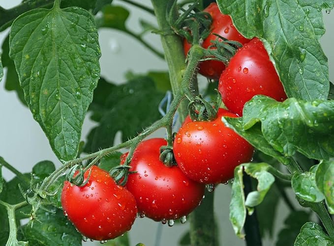 250 Packs Assorted Heirloom Vegetable Seeds 30+ Varieties All Seeds are Heirloom 100% Non-GMO Thousands of Seeds (250 Vegetable Seed Packets)