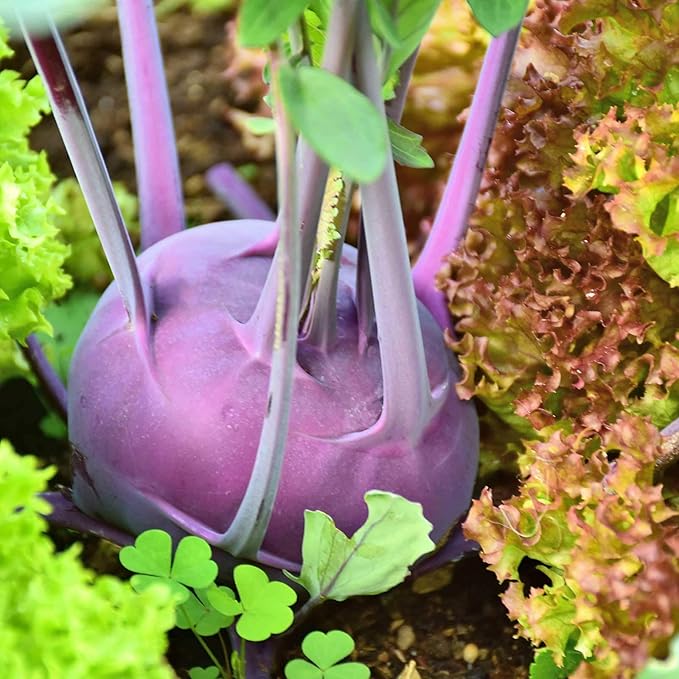 Purple Vienna Kohlrabi Seeds: 1 Lb - Non-GMO Vegetable Garden &amp Micro Greens Growing Seed