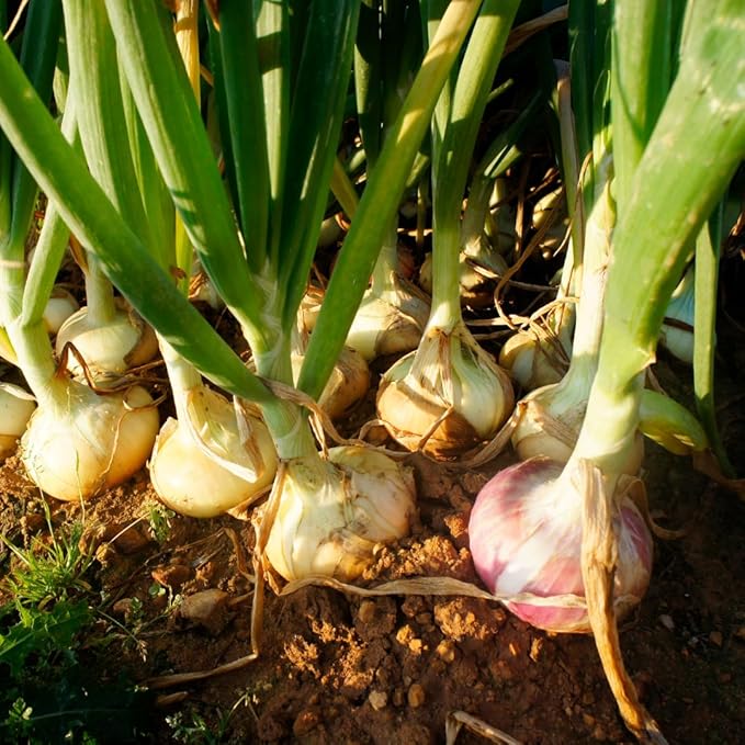 10 Egyptian Walking Onion Plants Live for Planting Outdoors 4-8 Inch Tall High Yield Fast Growing