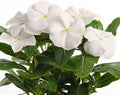 Vinca Flower Garden Seeds - Pacifica XP Series - White - 1000 Seeds - Annual Flower Gardening Seed