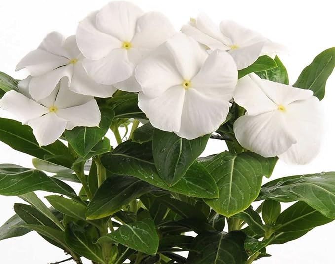 Vinca Flower Garden Seeds - Pacifica XP Series - White - 1000 Seeds - Annual Flower Gardening Seed