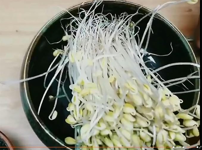 Bean Sprouts Maker Household Automatic Small Bean Sprouts Growing Bucket Large Capacity Seed Germination Kit