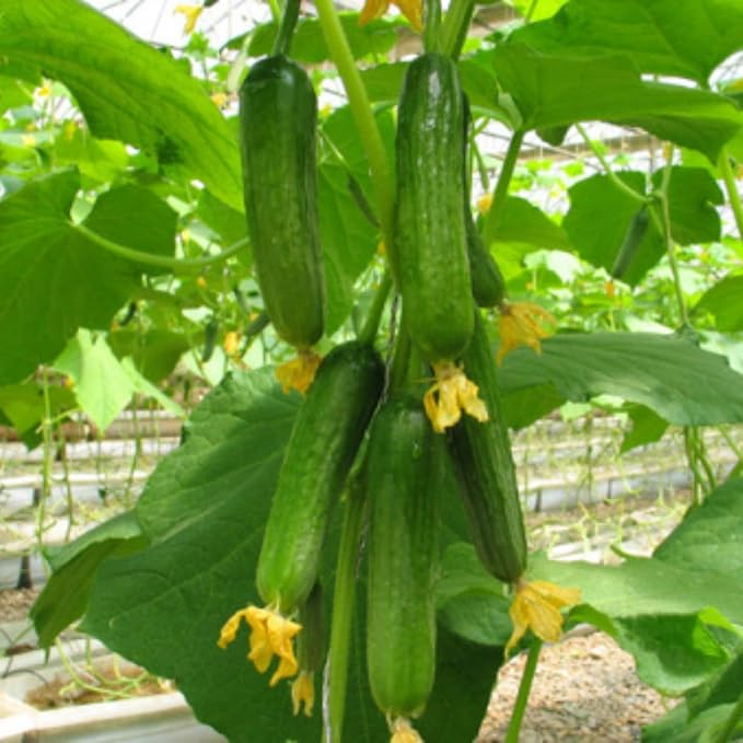 2 Cucumber Plants Live Live Green Cucumber Plants 3 to 5 Inches Tall 4 Inches Pot Cucumber Live Plants Cucumber Starter Plants Growing Outdoor