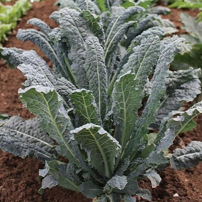 Set of 2 Live Dwarf Blue Kale Plants Hardy Vegetable Kale Plants 3-6 Inches Tall in 4 Inch Pots Ready for Growing