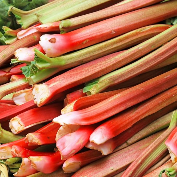 Rhubarb Plant for Planting Red Rhubarb Root Plant Well Rooted 4-6 Inc Cold Hardy Perennial Vegetable for Indoor Outdoor Garden