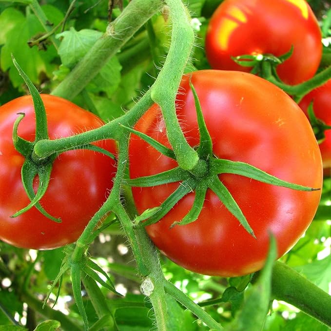 Bonnie Plants Big Boy Tomato Live Vegetable Plants - 4 Pack 6 - 10 Ft. Plants 16 - 32 Oz. Tomato Size