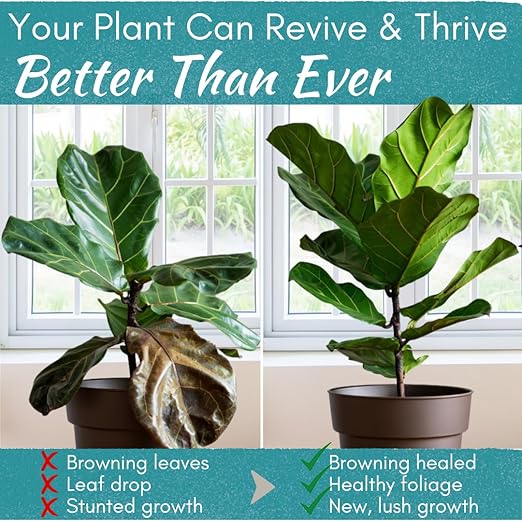 Root Rot Repair for Houseplants – Root Supplement &amp Recovery Drops for Overwatering or Shock | Heals Roots Prevents Yellowing Brown Spots &amp Dropping Leaves (8 oz)