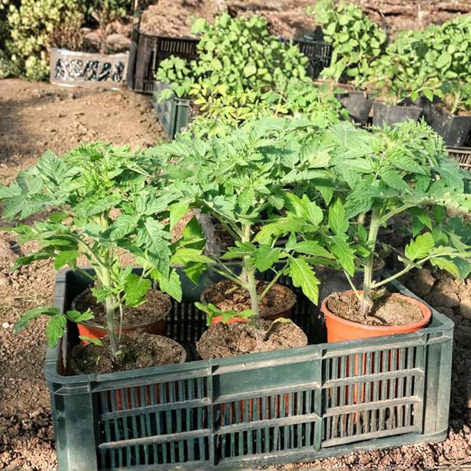 Set 2 Pots Cherry Tomato Plants 4-8 Red Sweet Tomato Plants Live Potted 4 Inch Pot 2 Plants per Pot